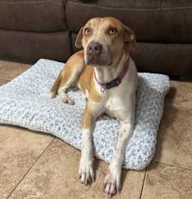 Photo of Sweetie Pie