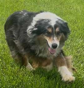 Photo of Gypsy (AWAITING TRANSFER)