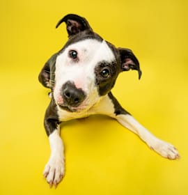 Holly (fka Daria) photo 1