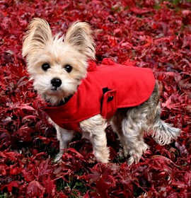 Photo of A Miss Honey