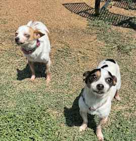 Cookie and Caramel photo 1