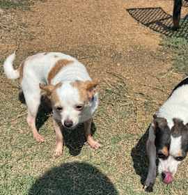 Cookie and Caramel photo 2