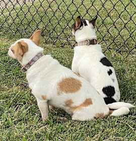 Cookie and Caramel photo 3