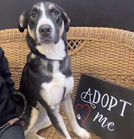 Photo of Boogie Dixon