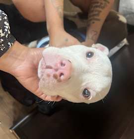 Piglet photo 2