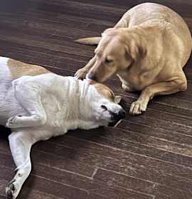 Parker and Jinks photo 2