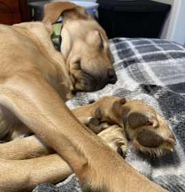 Parker and Jinks photo 1