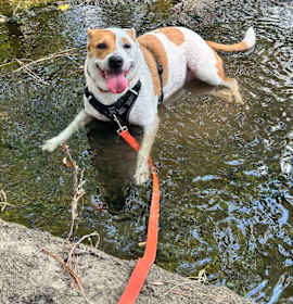 Parker and Jinks photo 3