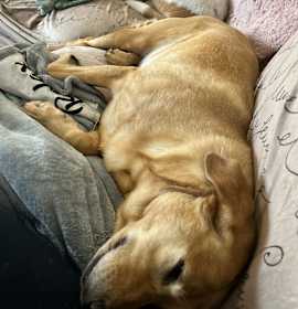 Parker and Jinks photo 4