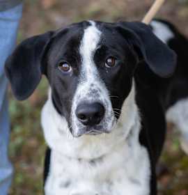 Photo of SNOOPY-30217