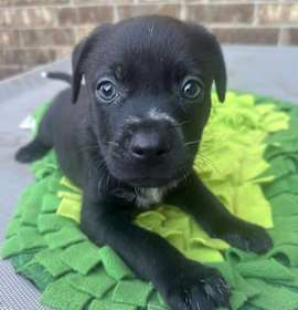 Photo of Buffalo Bill