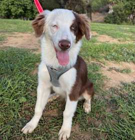 Photo of Ozzy Osbourne Aussie