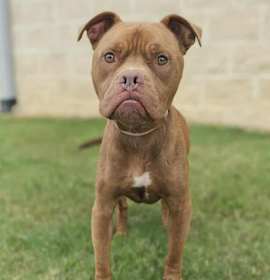 Photo of RED ★ ADOPTED!