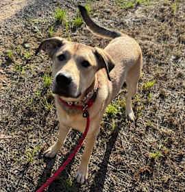 Photo of Ozzy Pawsbourne