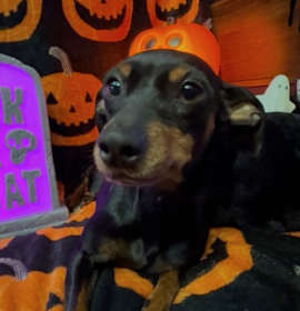 Photo of Stevie Nicks