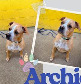 Photo of Archie