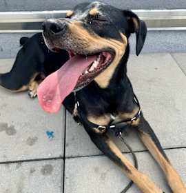 Oscar *courtesy post* photo 1