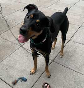 Oscar *courtesy post* photo 3