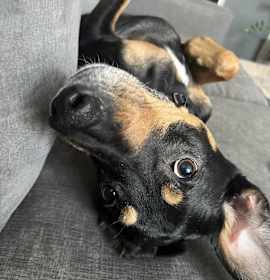 Oscar *courtesy post* photo 4