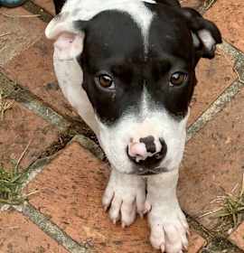 Photo of 251418 Baby Boy