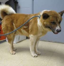 Photo of Chicho Joaquin