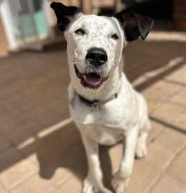 Sir Lancelot photo 1