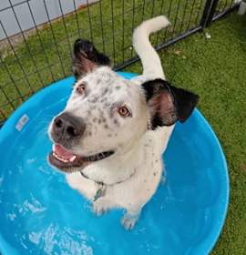 Sir Lancelot photo 2