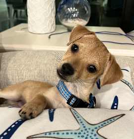 Photo of Cool Little Chandler..