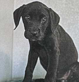 Photo of Molly 10/13/25 #2