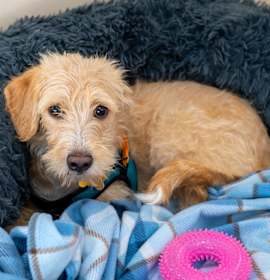 Photo of Apple Blossom