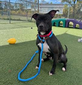 Hermione IV 64 photo 3