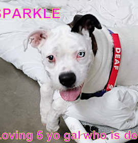 Photo of SPARKLE