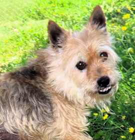 Photo of Snarley Joe