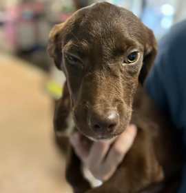 Photo of Popcorn Ball