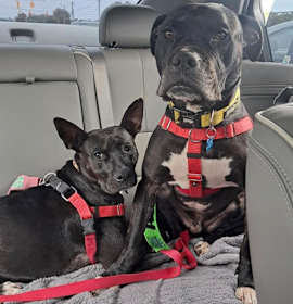 Shuri and T’Challa photo 1