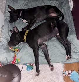 Shuri and T’Challa photo 3