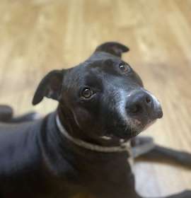 Photo of Scarlett GDP