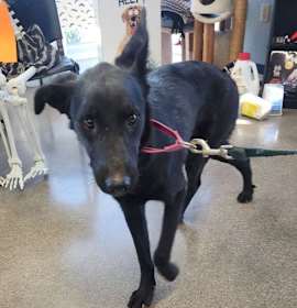 Photo of Pecan/ Onyx