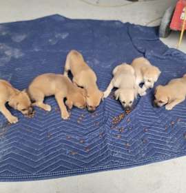 Photo of COUNTRY CREW PUPPIES