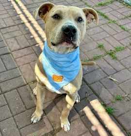 Photo of Hudson (Clark)