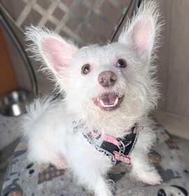 Photo of Andy Warhowl