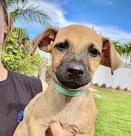 Photo of Wavey - Sweet, Small Breed Boy