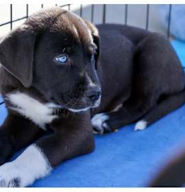 Photo of Gem Stones:  Alexandrite