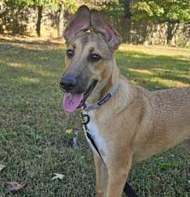 Photo of Leia (7mo PUPPY)