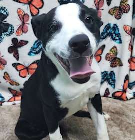 Photo of 251454 Odin