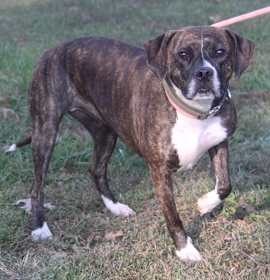 Photo of Sophie (Spayed)