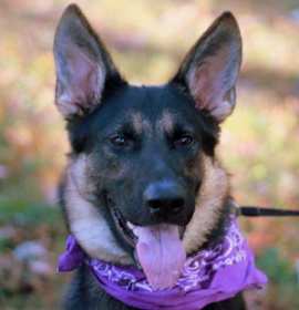 Photo of Zara - MEET ME 12/06/25 @ PETCO!