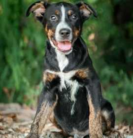 Photo of Four Siblings ~ Caden