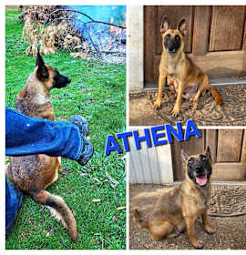 Photo of Athena
