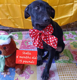Photo of Stella